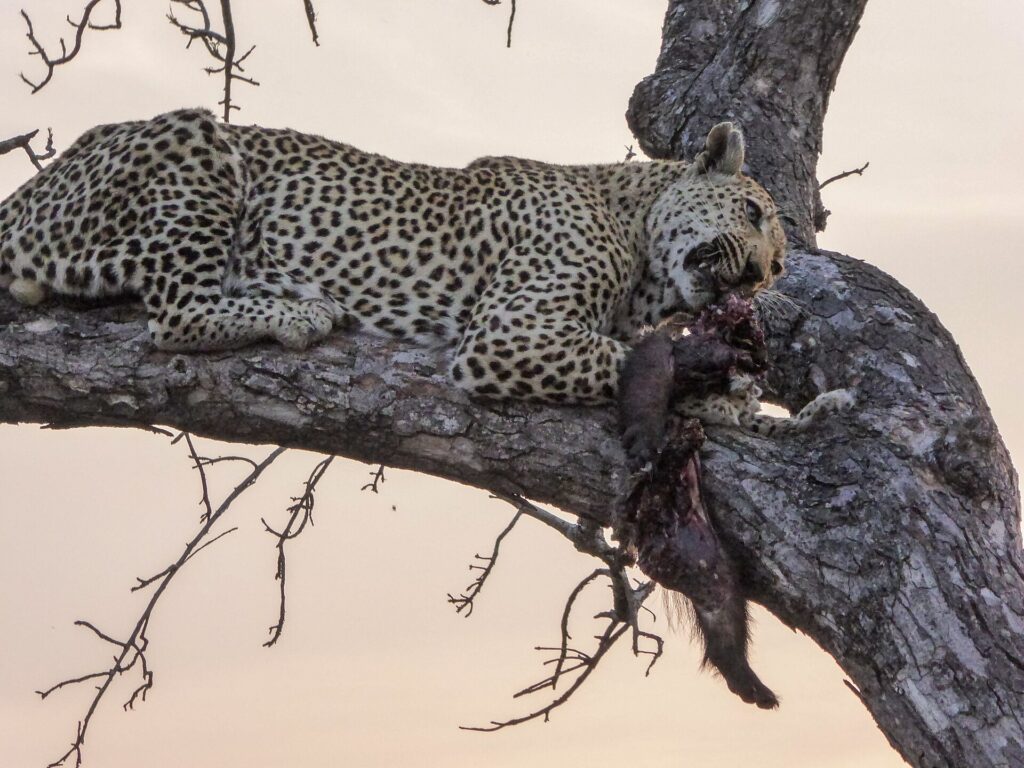 Un leopardo tumbado a lo largo de una rama gruesa al anochecer sujeta en la boca una presa de pelaje oscuro, con el cielo rosa detrás de las ramas desnudas