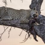 Un leopardo tumbado a lo largo de una rama gruesa al anochecer sujeta en la boca una presa de pelaje oscuro, con el cielo rosa detrás de las ramas desnudas