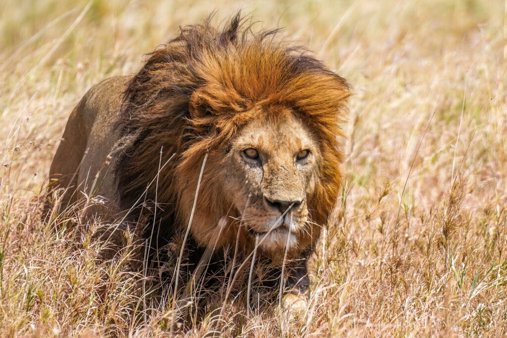 Un león de melena rojiza avanza entre la hierba alta y seca, con la mirada fija a su derecha