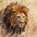 Un león de melena rojiza avanza entre la hierba alta y seca, con la mirada fija a su derecha