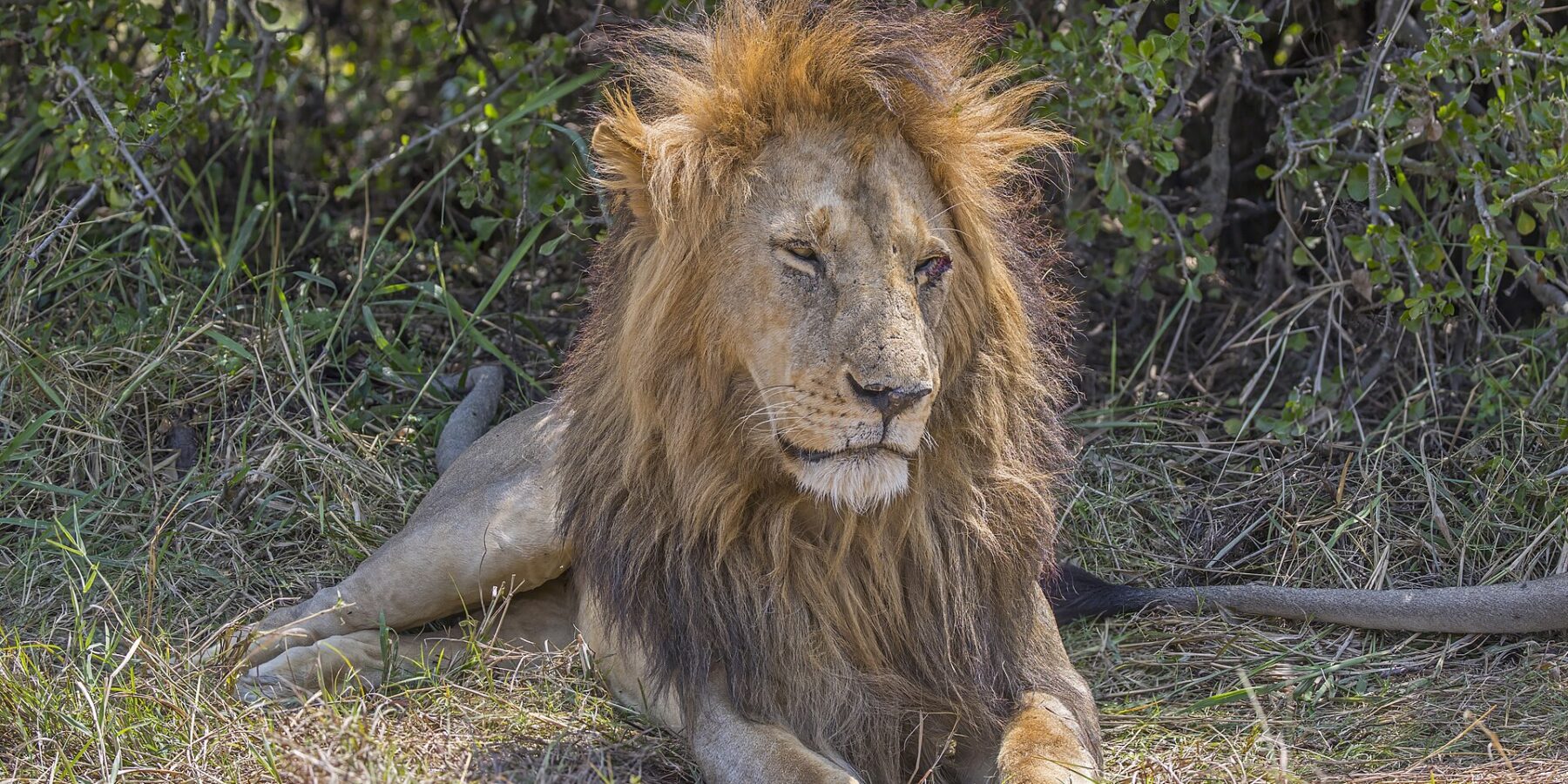Un león macho tumbado en la hierba delante de un arbusto, con la espesa melena despeinada por el viento y los ojos entrecerrados