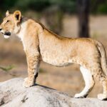 Un joven león de pie y de perfil sobre un termitero, con manchas todavía visibles en el vientre y las patas
