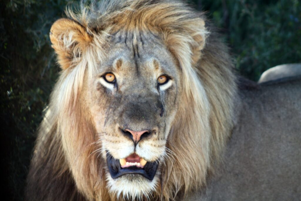 Retrato de frente de un león macho de melena rubia y abundante, con la boca entreabierta y los ojos ámbar fijos en el objetivo, follaje oscuro detrás