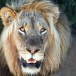 Retrato de frente de un león macho de melena rubia y abundante, con la boca entreabierta y los ojos ámbar fijos en el objetivo, follaje oscuro detrás