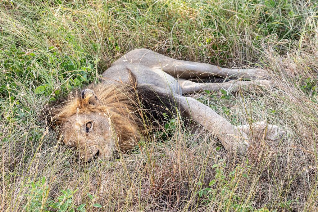 Un león macho de melena oscura tumbado de lado en la hierba alta y verde, con un ojo abierto hacia el objetivo y las patas estiradas