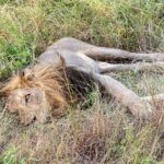 Un león macho de melena oscura tumbado de lado en la hierba alta y verde, con un ojo abierto hacia el objetivo y las patas estiradas