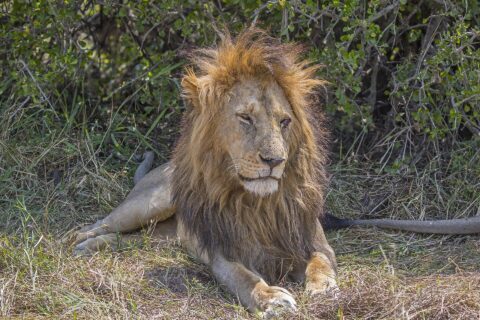 Un león macho tumbado en la hierba delante de un arbusto, con la espesa melena despeinada por el viento y los ojos entrecerrados