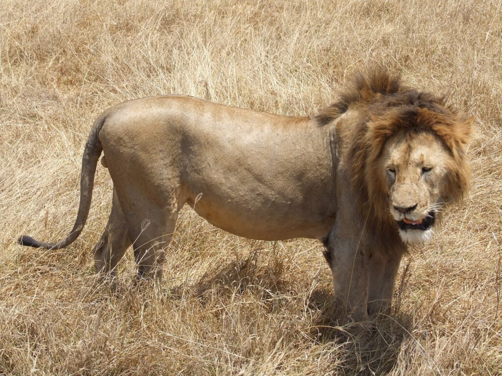 Un león macho de melena oscura de pie y de perfil en la hierba seca, con la cabeza girada hacia la cámara