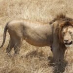 Un león macho de melena oscura de pie y de perfil en la hierba seca, con la cabeza girada hacia la cámara