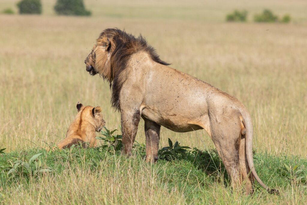 Un león macho de melena oscura, de pie de perfil y cubierto de moscas, mira la llanura junto a un cachorro sentado en la hierba