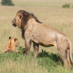 Un león macho de melena oscura, de pie de perfil y cubierto de moscas, mira la llanura junto a un cachorro sentado en la hierba