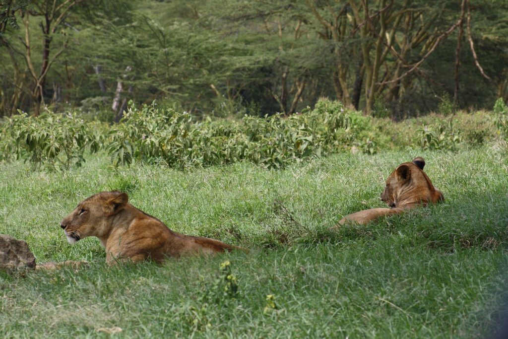 Dos leonas tumbadas en la hierba verde y alta, una de perfil, delante de un bosque de acacias de corteza amarilla