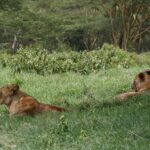 Dos leonas tumbadas en la hierba verde y alta, una de perfil, delante de un bosque de acacias de corteza amarilla