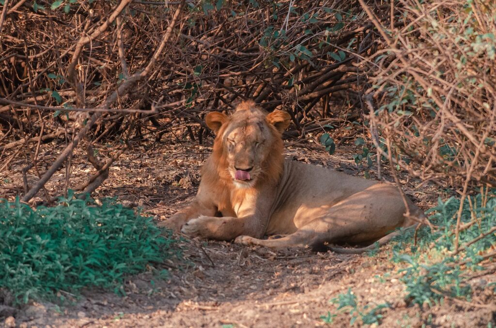Un joven león macho tumbado bajo un matorral espinoso se lame la nariz, con cicatrices en el hocico