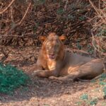 Un joven león macho tumbado bajo un matorral espinoso se lame la nariz, con cicatrices en el hocico