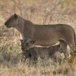 Una leona de pie y de perfil en la hierba seca, otra tumbada y un cachorro a sus pies
