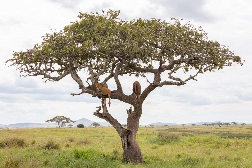 Dos leones tumbados en las ramas de un gran árbol aislado, sobre una llanura de hierba verde