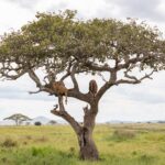 Dos leones tumbados en las ramas de un gran árbol aislado, sobre una llanura de hierba verde