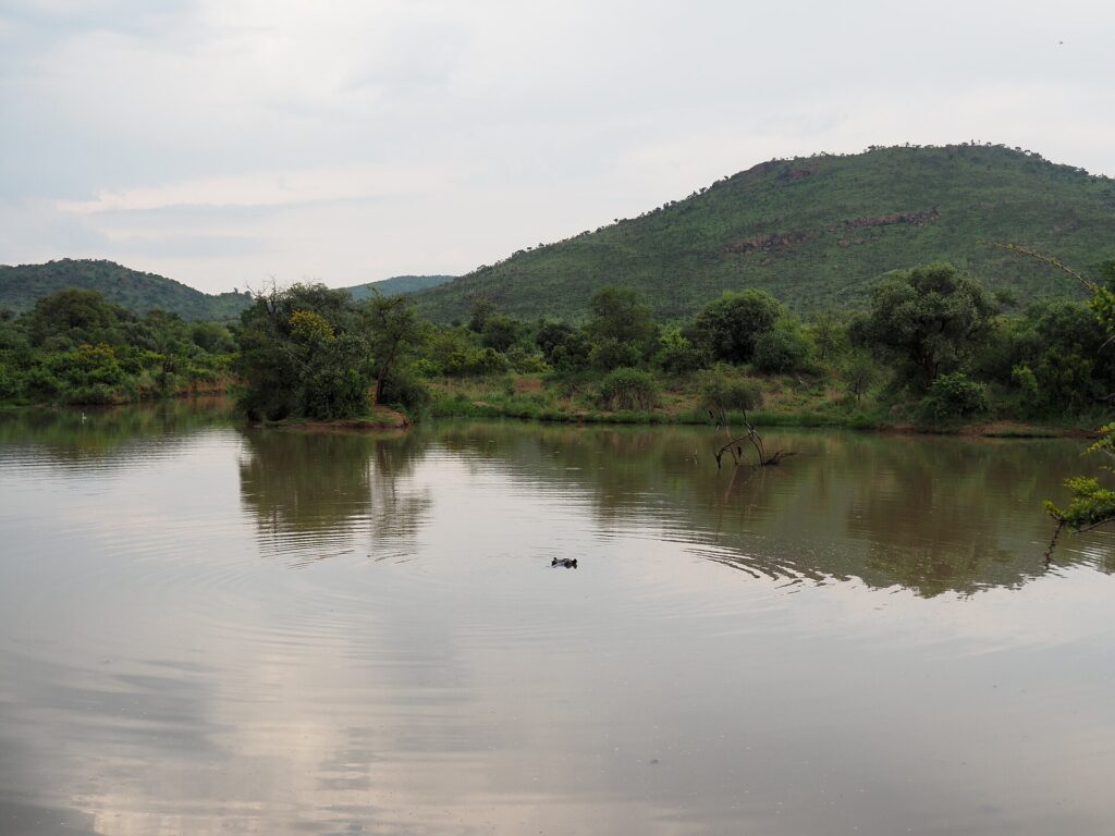 La cabeza de un hipopótamo asoma en medio del agua parda y tranquila de la presa de Mankwe, con árboles en la orilla y una colina verde del cráter detrás