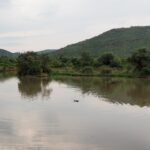 La cabeza de un hipopótamo asoma en medio del agua parda y tranquila de la presa de Mankwe, con árboles en la orilla y una colina verde del cráter detrás
