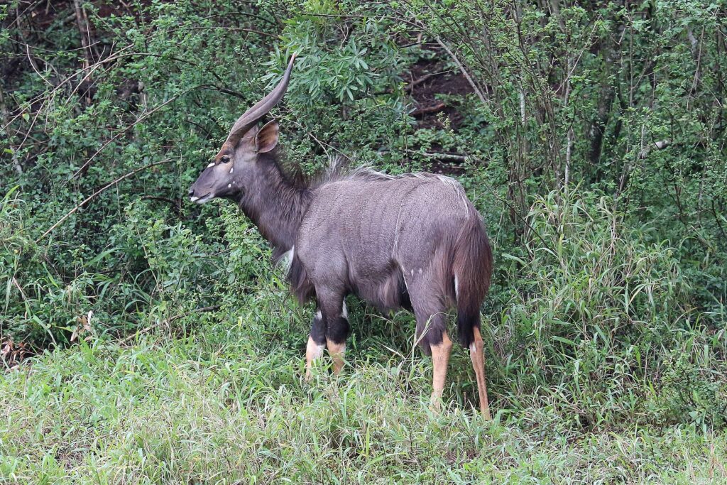 Un nyala macho de perfil entre la vegetación verde, con el pelaje gris pardo e hirsuto, cuernos en espiral de punta clara, manchas blancas en la mejilla y la parte baja de las patas leonada