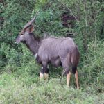 Un nyala macho de perfil entre la vegetación verde, con el pelaje gris pardo e hirsuto, cuernos en espiral de punta clara, manchas blancas en la mejilla y la parte baja de las patas leonada