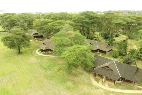 Los techos de paja del Ol Tukai Lodge entre las acacias, en el Parque Nacional de Amboseli