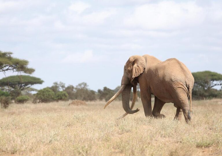 Un elefante de colmillos largos en la hierba seca, delante de unas acacias
