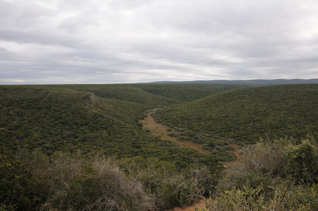 Vista amplia de colinas cubiertas de un matorral verde y cerrado bajo un cielo gris, con un pequeño valle claro y una pista de tierra en el centro