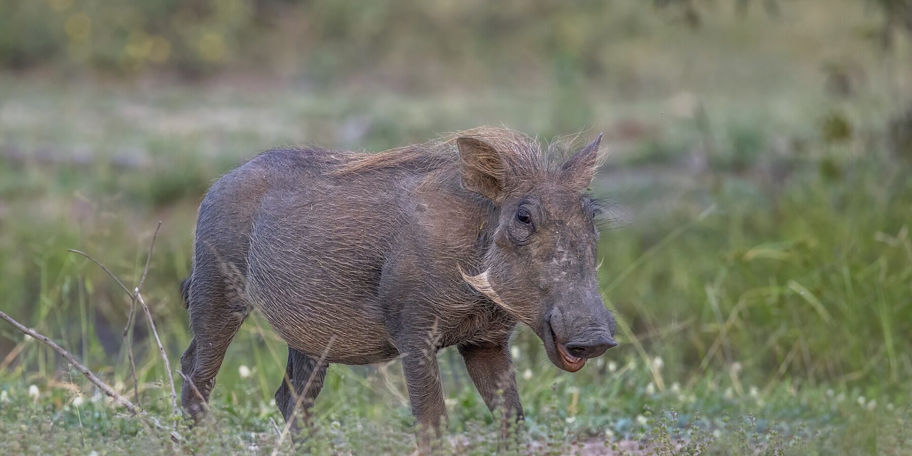 Un facóquero de pelaje gris y crin rubia en la hierba verde, con la cabeza girada hacia la cámara y los pequeños colmillos y las patillas claras bien visibles