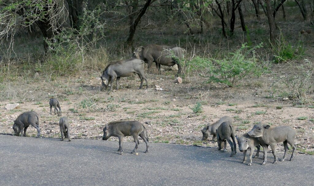 Una familia de facóqueros, dos adultos y cinco crías, pasta al borde de una carretera asfaltada delante del matorral seco