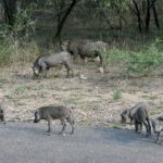 Una familia de facóqueros, dos adultos y cinco crías, pasta al borde de una carretera asfaltada delante del matorral seco