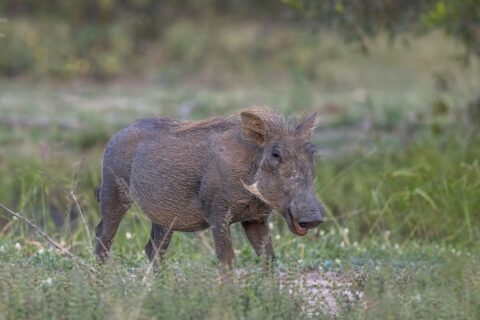 Un facóquero de pelaje gris y crin rubia en la hierba verde, con la cabeza girada hacia la cámara y los pequeños colmillos y las patillas claras bien visibles