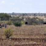 Una cebra se rasca la cabeza con una pata trasera en la hierba seca, con dos avestruces detrás, una hembra parda y un macho negro, arbustos y un horizonte llano