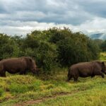 Dos rinocerontes blancos caminan en fila por la hierba verde delante de unos arbustos, bajo un cielo cargado