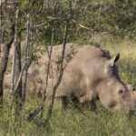 Un rinoceronte blanco pasta con la cabeza baja en la hierba verde detrás de troncos de árboles jóvenes, con la joroba de la nuca bien visible y el cuerno corto