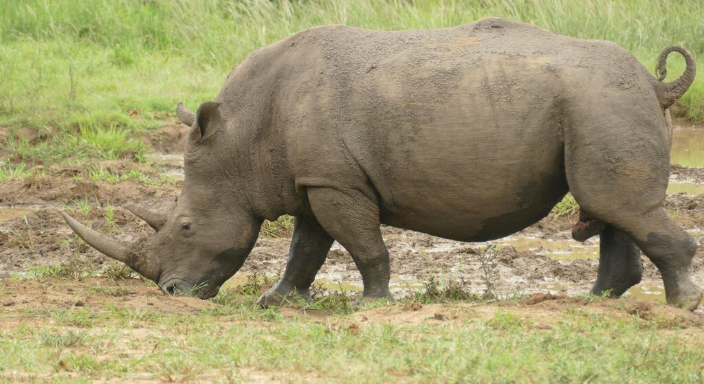Un rinoceronte blanco macho de perfil, cubierto de barro, pasta con la cabeza baja junto a un revolcadero, con el largo cuerno delantero apuntando al suelo y la cola enroscada