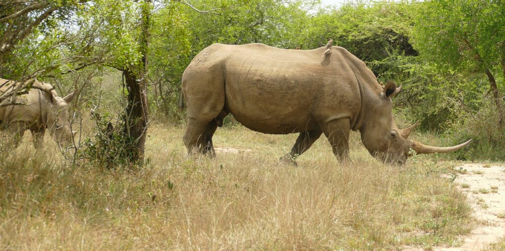 Una hembra de rinoceronte blanco camina de perfil por la hierba seca, con el cuerno largo y un picabueyes en el lomo, y su cría detrás entre los arbustos verdes