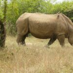Una hembra de rinoceronte blanco camina de perfil por la hierba seca, con el cuerno largo y un picabueyes en el lomo, y su cría detrás entre los arbustos verdes
