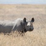 Un rinoceronte negro de pie en la hierba seca y dorada, con el labio puntiagudo y las orejas con flecos, vuelto hacia el objetivo