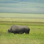 Un rinoceronte negro come de perfil en la hierba verde, con la cabeza baja oculta entre la hierba y las laderas del cráter desenfocadas detrás