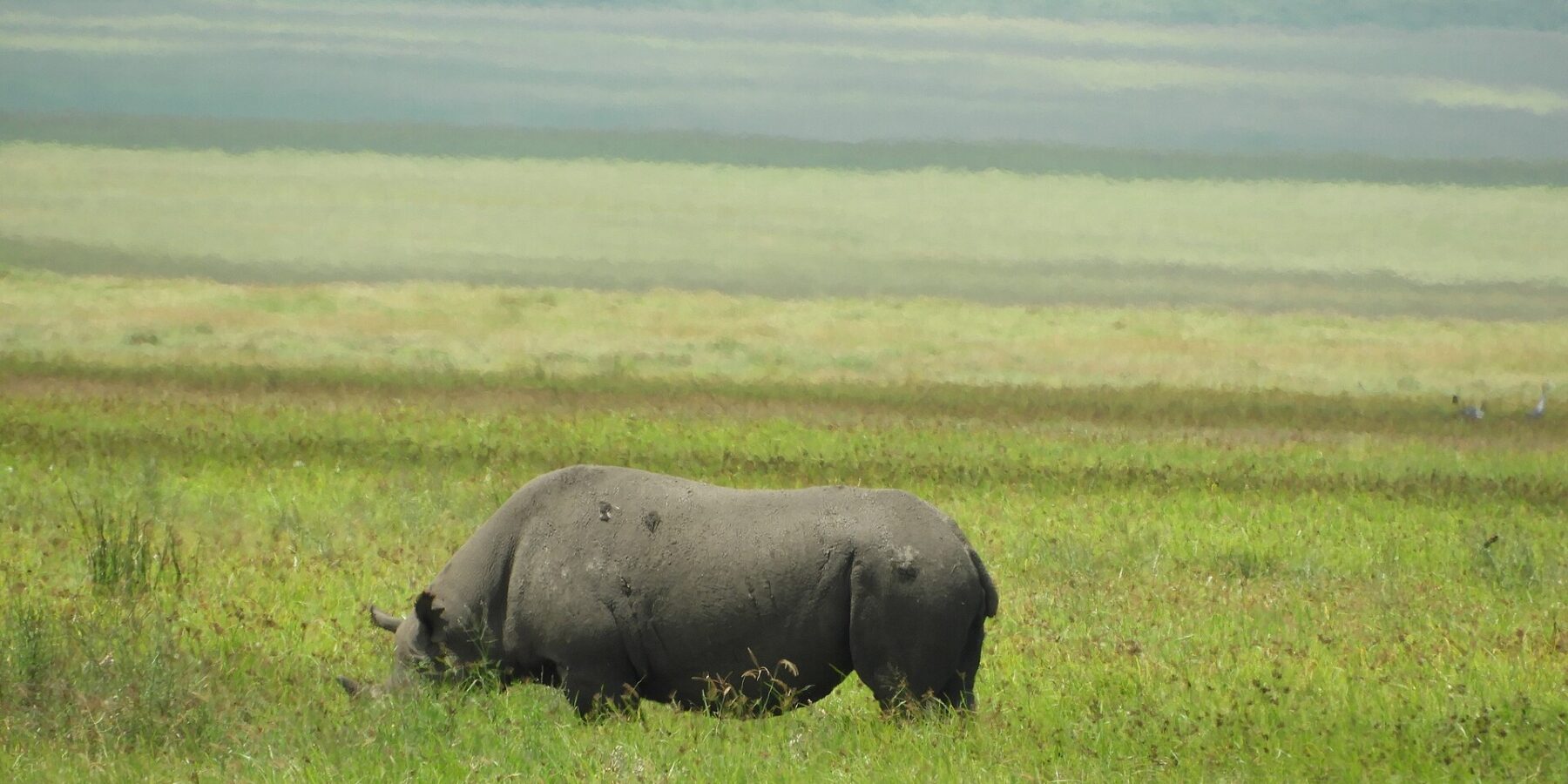 Un rinoceronte negro come de perfil en la hierba verde, con la cabeza baja oculta entre la hierba y las laderas del cráter desenfocadas detrás