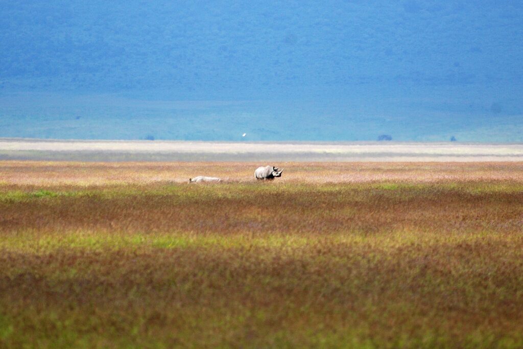 Un rinoceronte negro y su cría, diminutos en la inmensa llanura rojiza del cráter, con el lago blanco y la pared azul detrás