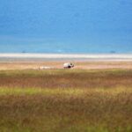 Un rinoceronte negro y su cría, diminutos en la inmensa llanura rojiza del cráter, con el lago blanco y la pared azul detrás