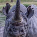 Retrato de frente de un rinoceronte negro de cuerno largo, labio puntiagudo y orejas con flecos, con el ojo derecho cerrado