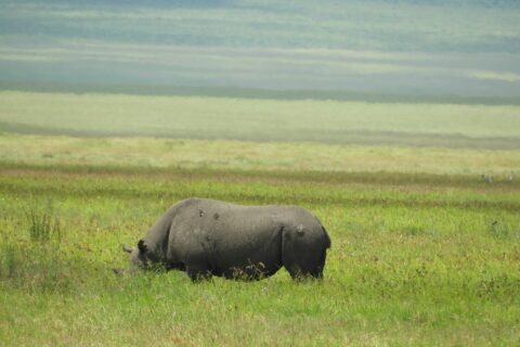 Un rinoceronte negro come de perfil en la hierba verde, con la cabeza baja oculta entre la hierba y las laderas del cráter desenfocadas detrás