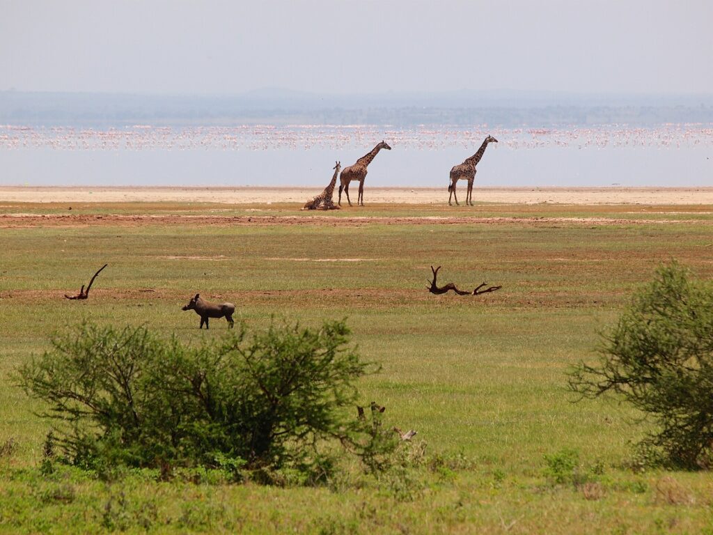 Tres jirafas en la orilla del lago, un facóquero en la hierba delante y una larga línea rosa de flamencos sobre el agua