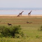 Tres jirafas en la orilla del lago, un facóquero en la hierba delante y una larga línea rosa de flamencos sobre el agua