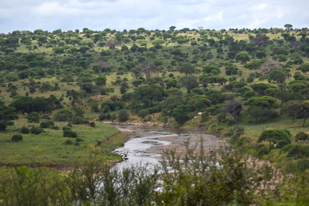 El río Tarangire serpentea entre orillas verdes, con acacias y baobabs cubriendo las colinas