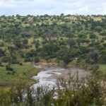 El río Tarangire serpentea entre orillas verdes, con acacias y baobabs cubriendo las colinas